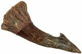 Fossil Sawfish (Onchopristis) Rostral Barb - Morocco #311210-1